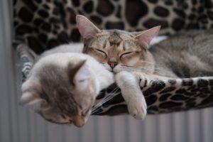 two cats hanging out
