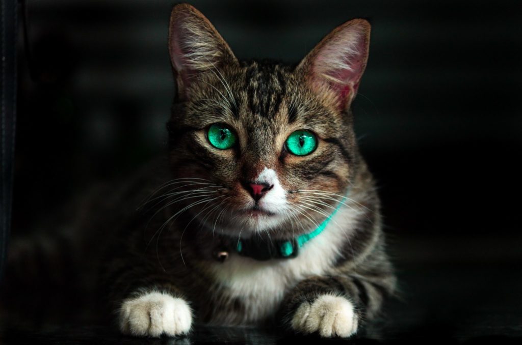 cat with green eyes in the dark