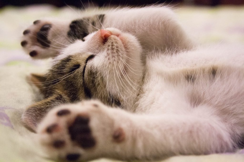 cat stretching