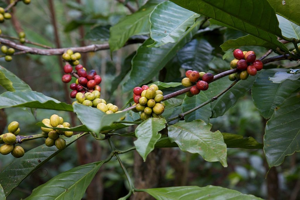 picture of the Coffea plant and its berries