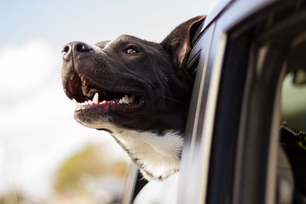 dog in car window