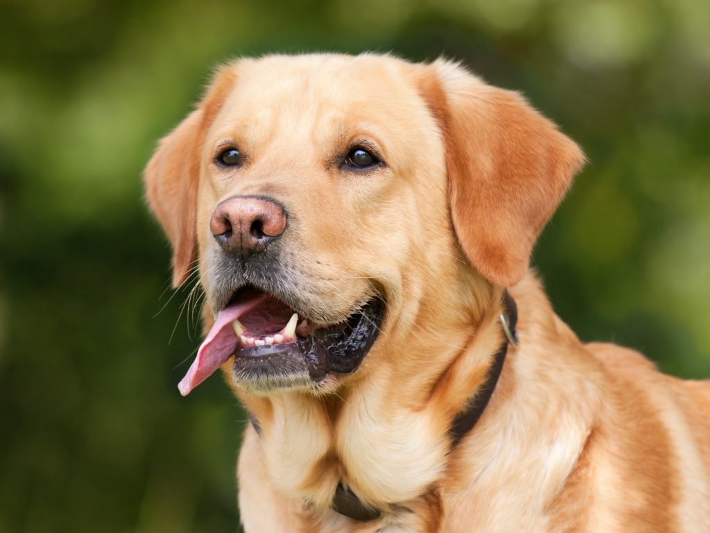 dog standing