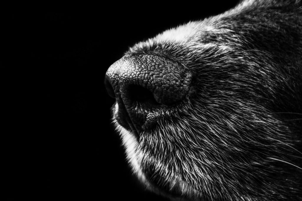 close up of a dogs nose