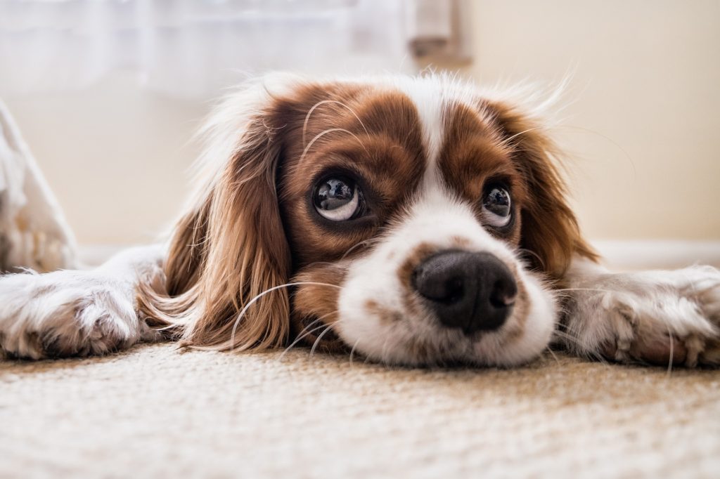 smart puppy