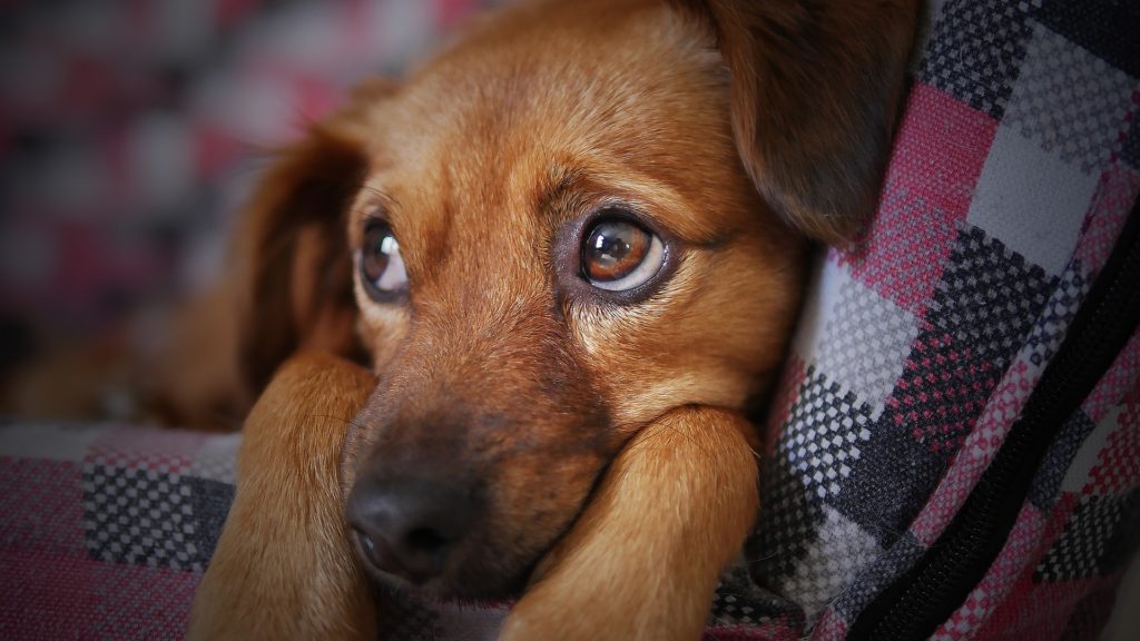 puppy eyes