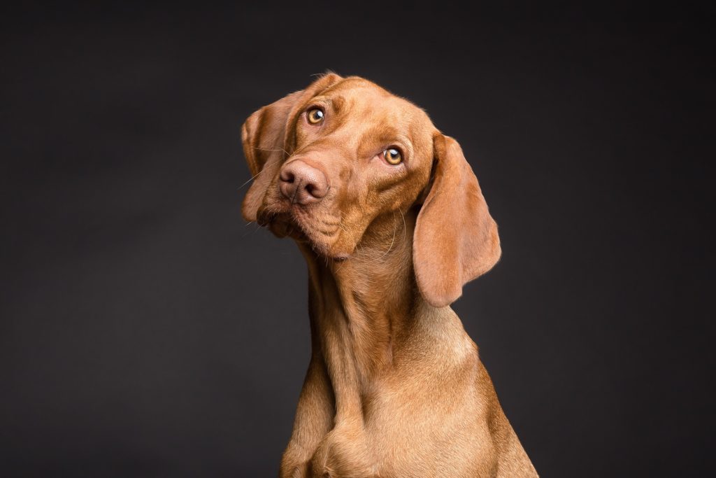 dog with tilted head and long ears