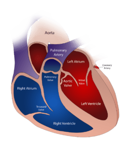 human heart cartoon