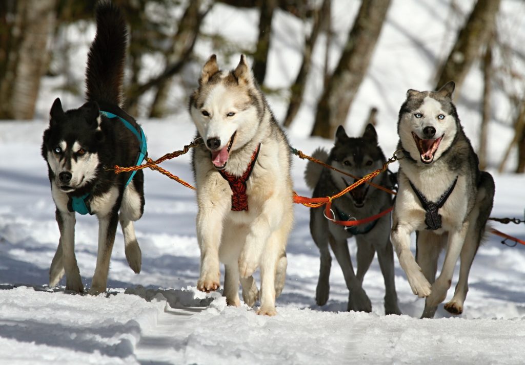 husky train