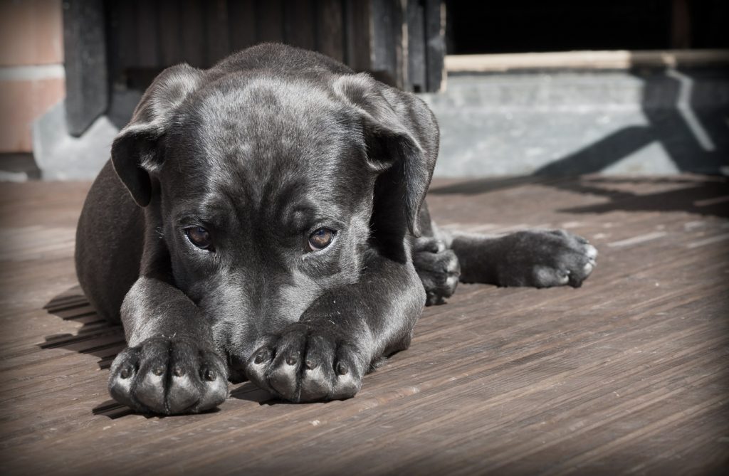 cute dog laying on a deck
