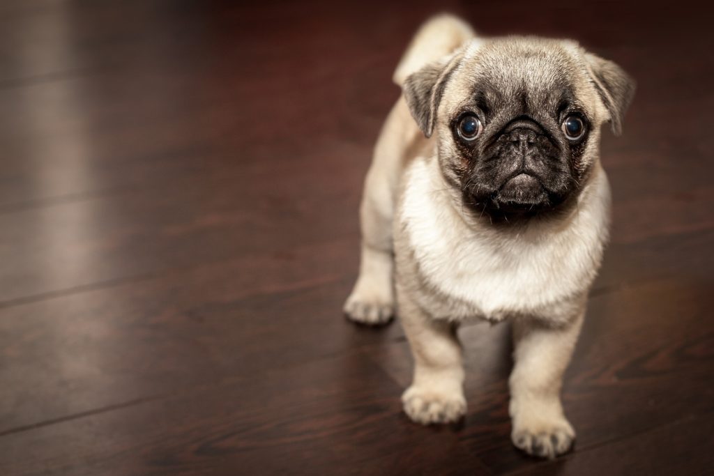 dog pug
