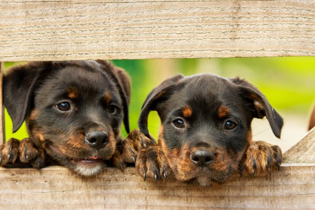 cute rottweilers