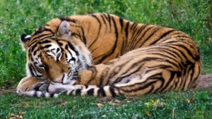 tiger sleeping